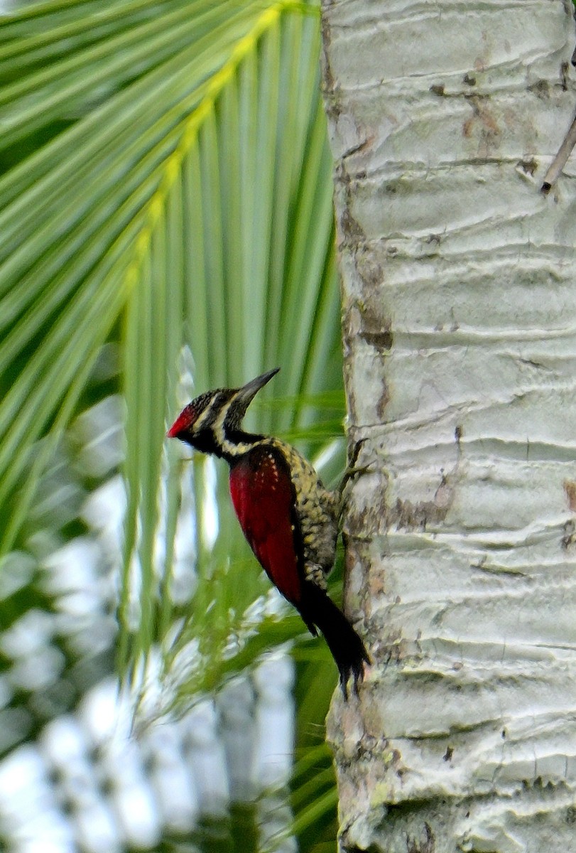 Red-backed Flameback - ML646970707