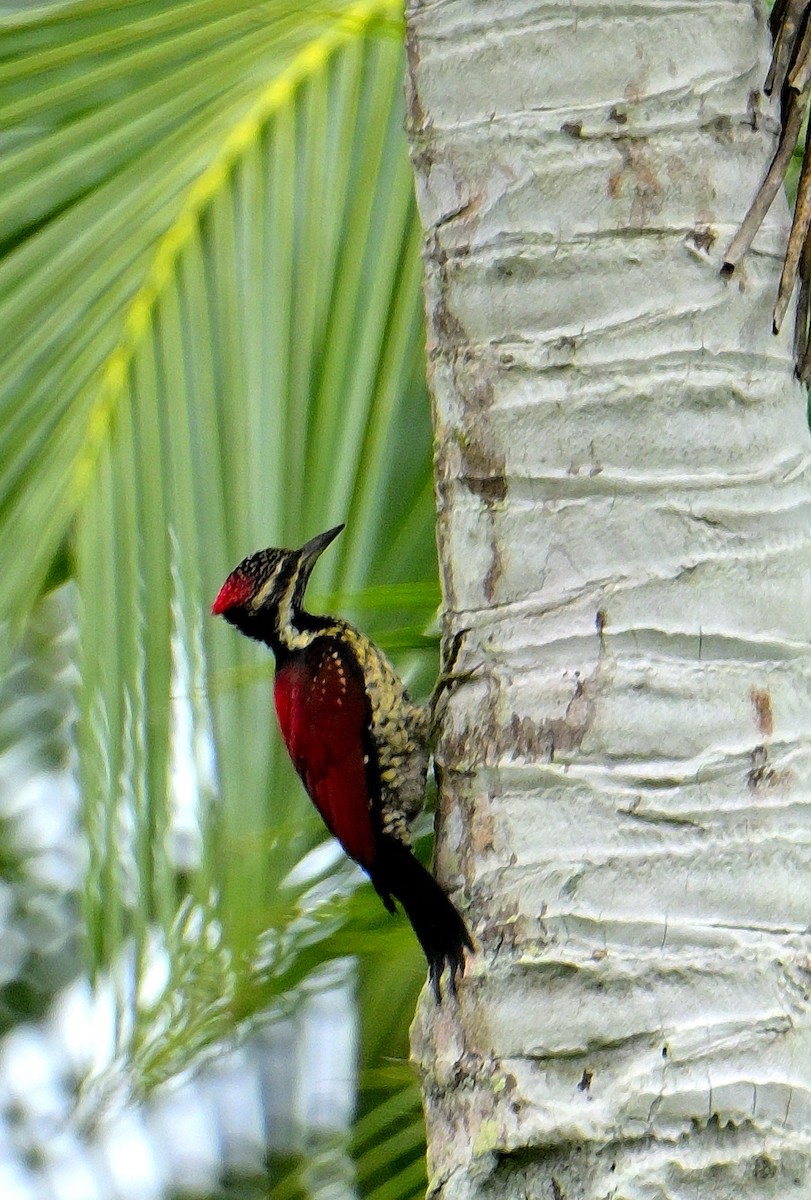 Red-backed Flameback - ML646970708