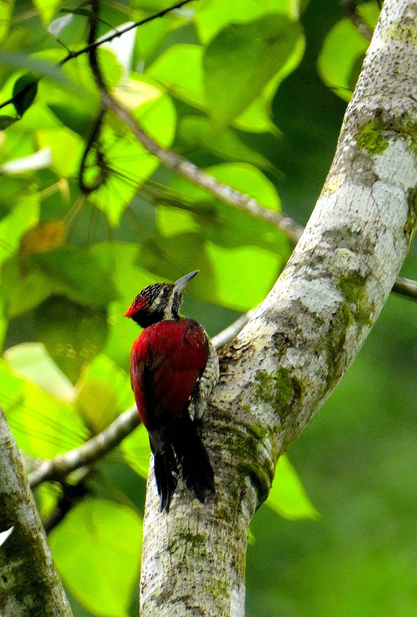 Red-backed Flameback - ML646970709
