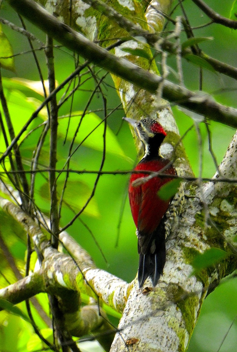 Red-backed Flameback - ML646970710