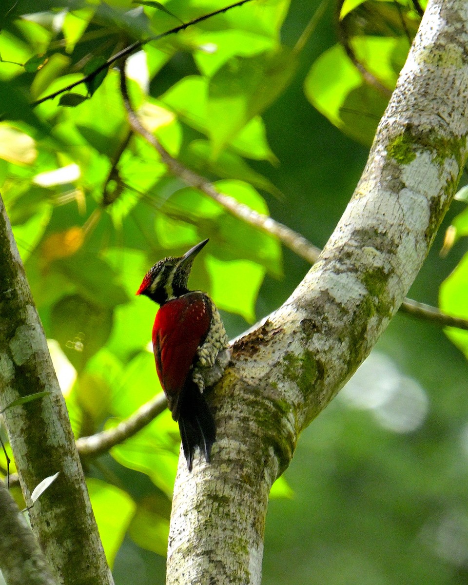 Red-backed Flameback - ML646970711