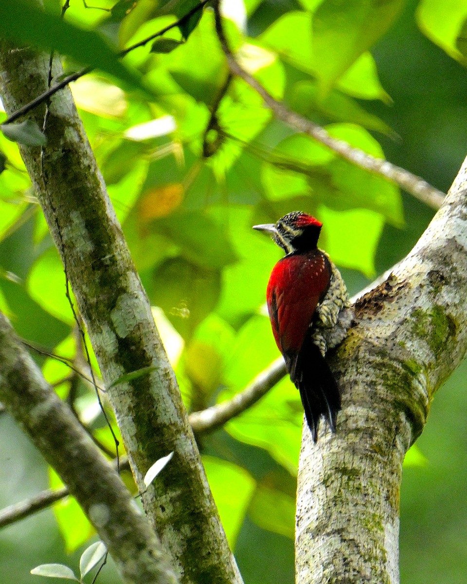 Red-backed Flameback - ML646970712