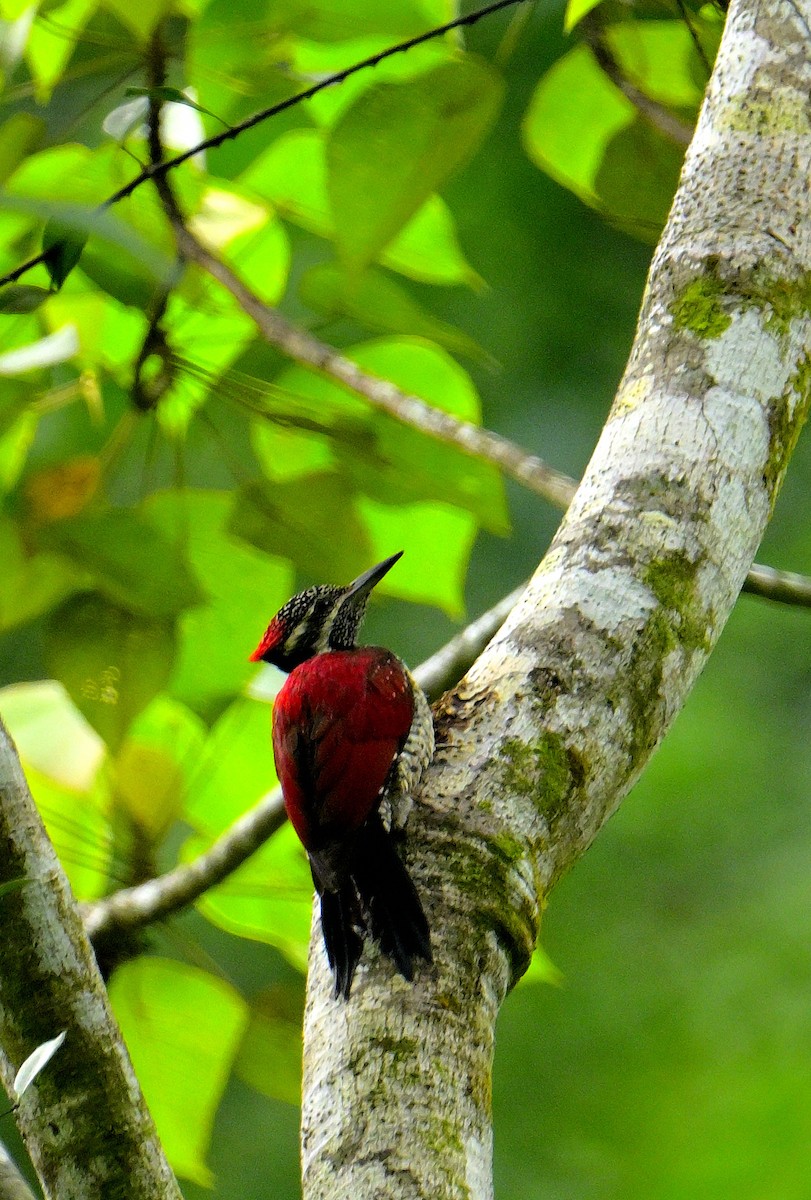 Red-backed Flameback - ML646970713