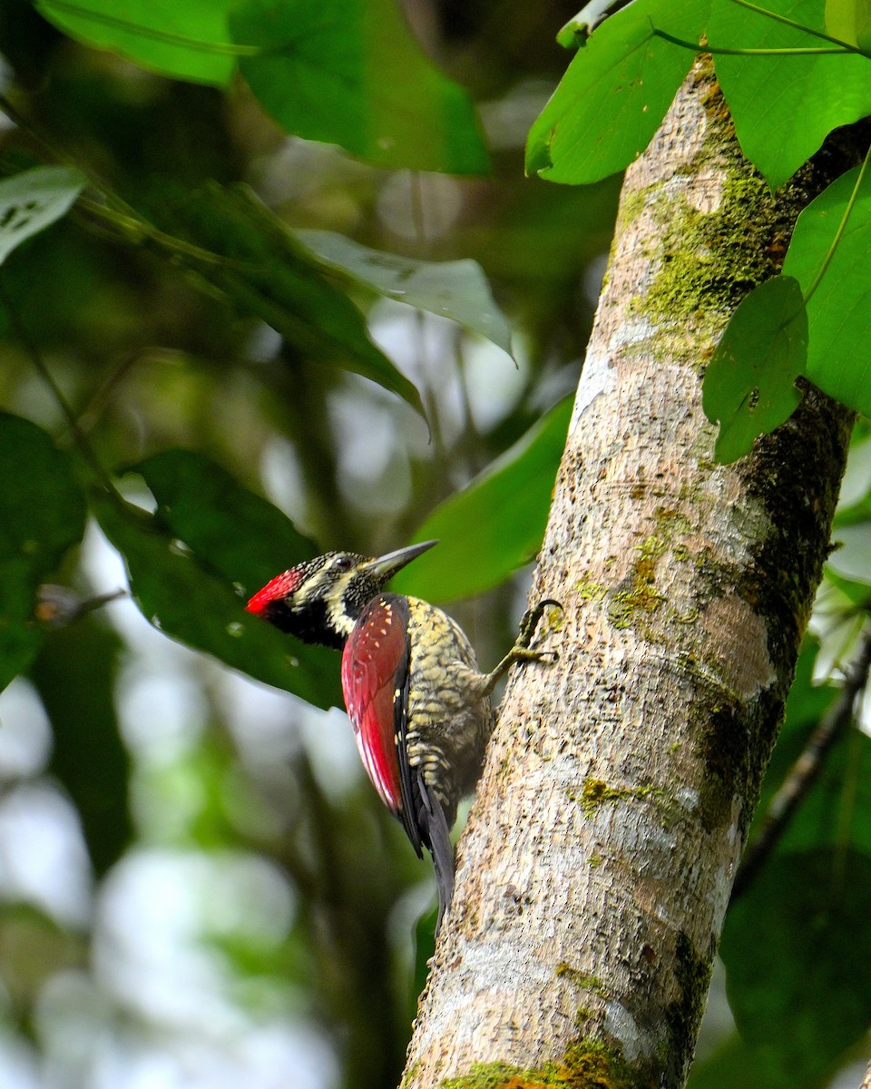 Red-backed Flameback - ML646970714