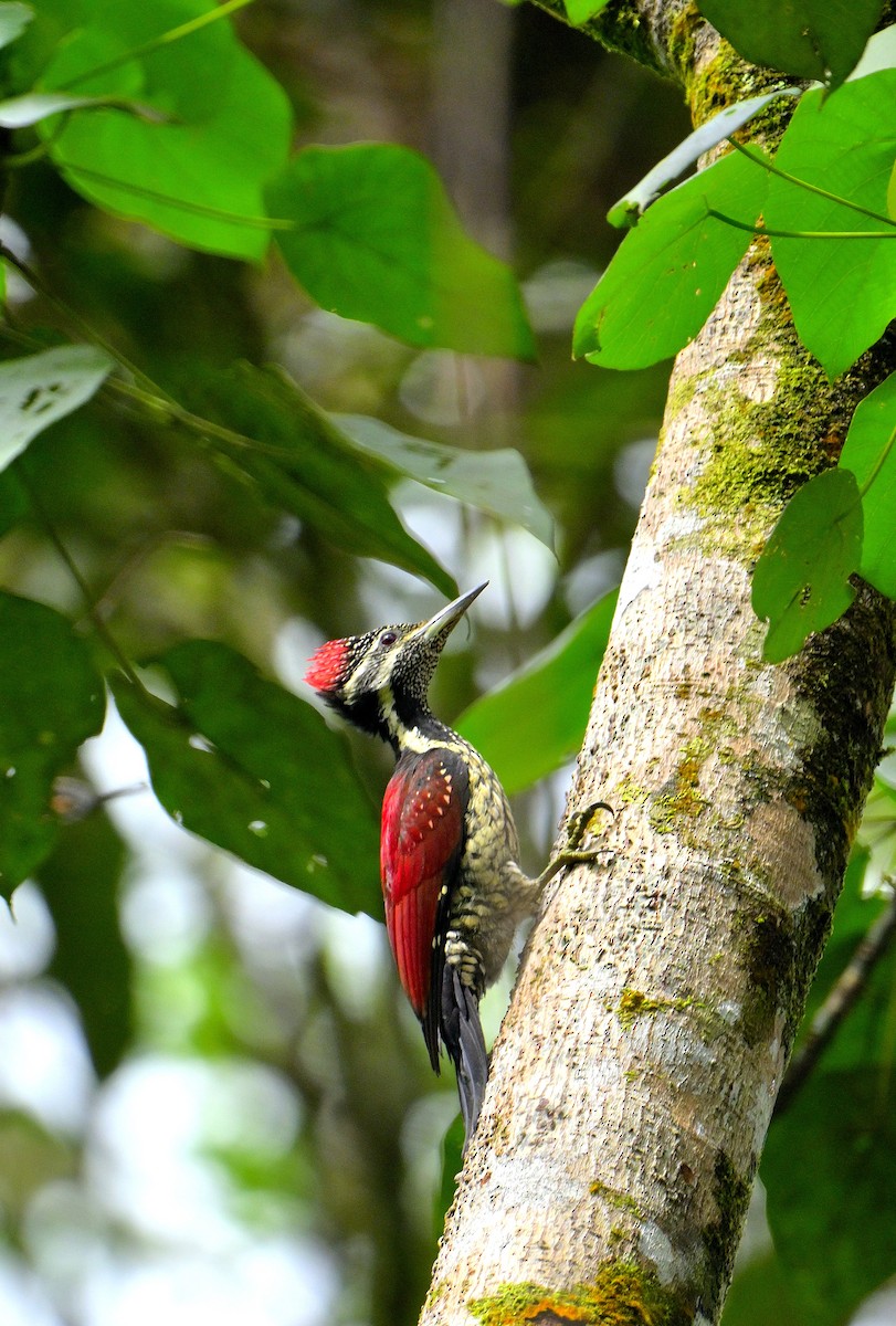 Red-backed Flameback - ML646970715