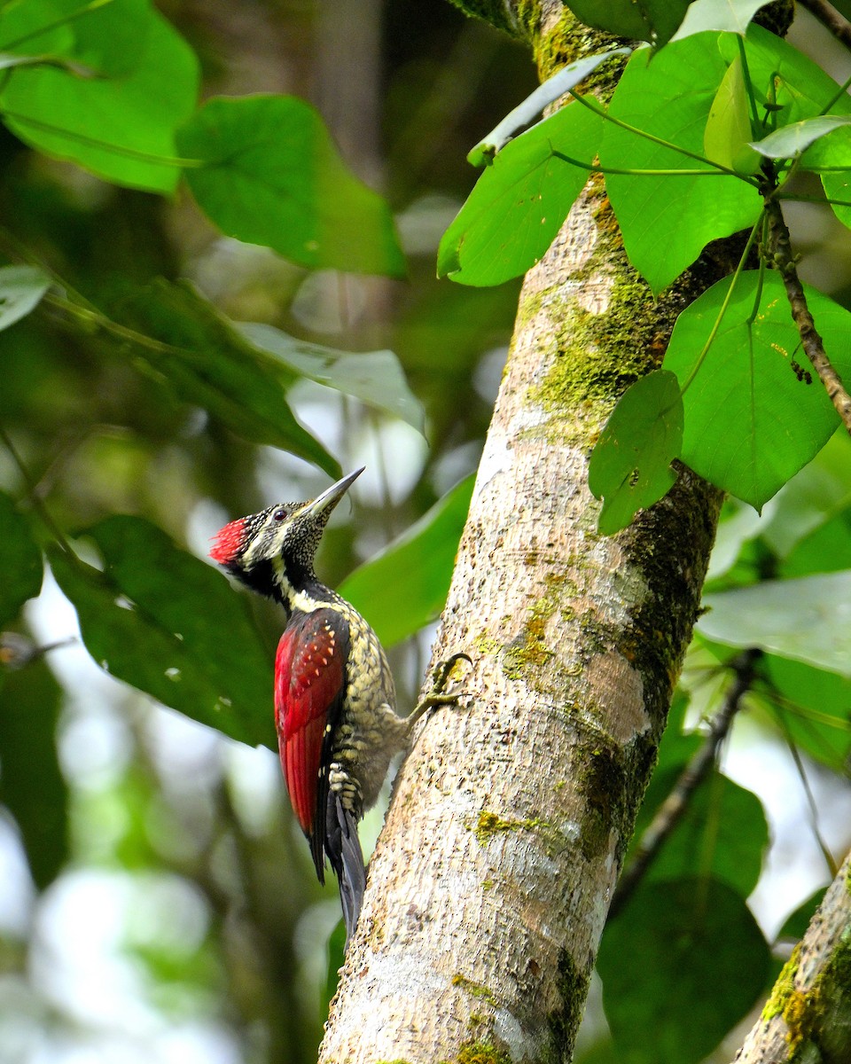 Red-backed Flameback - ML646970716