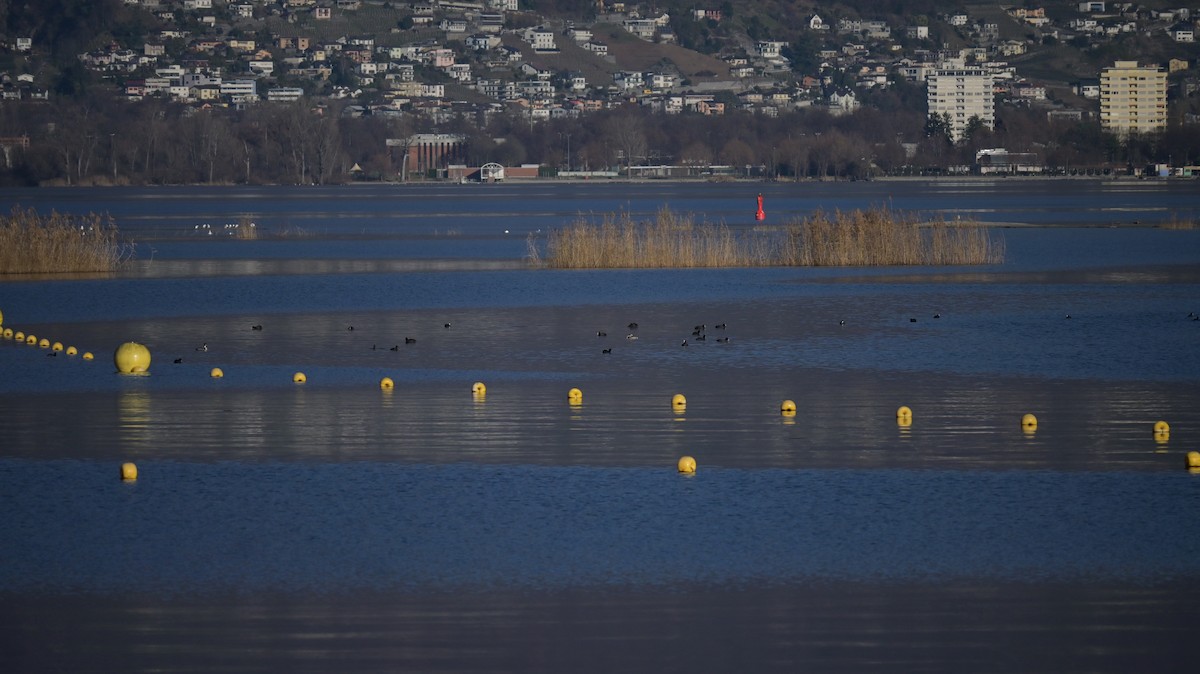 sothøne - ML646970718