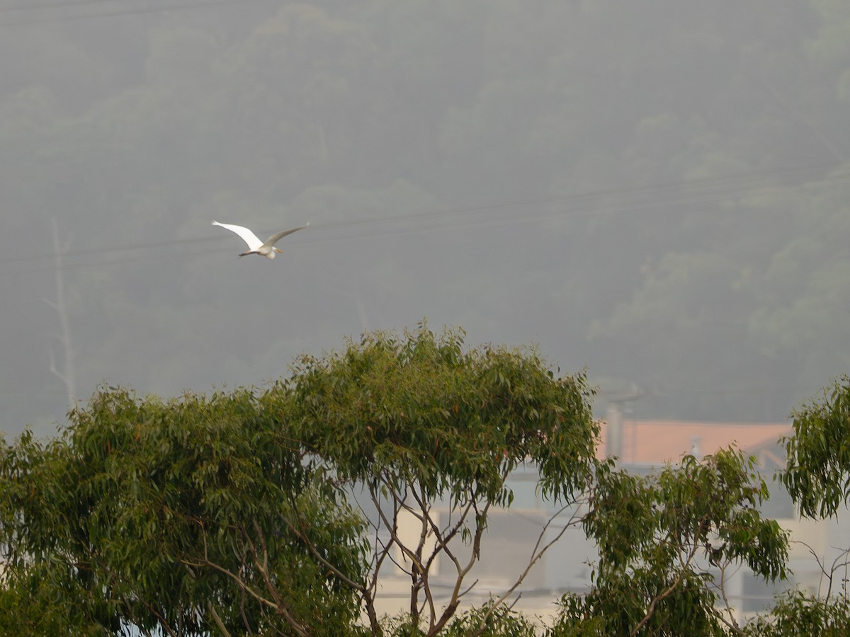 Garceta Grande - ML646970721