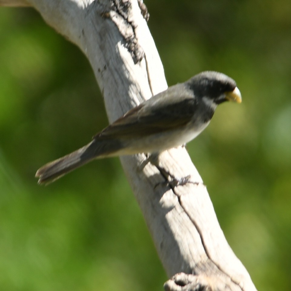 Double-collared Seedeater - ML646970725