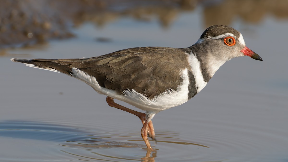 Three-banded Plover (African) - ML646970728