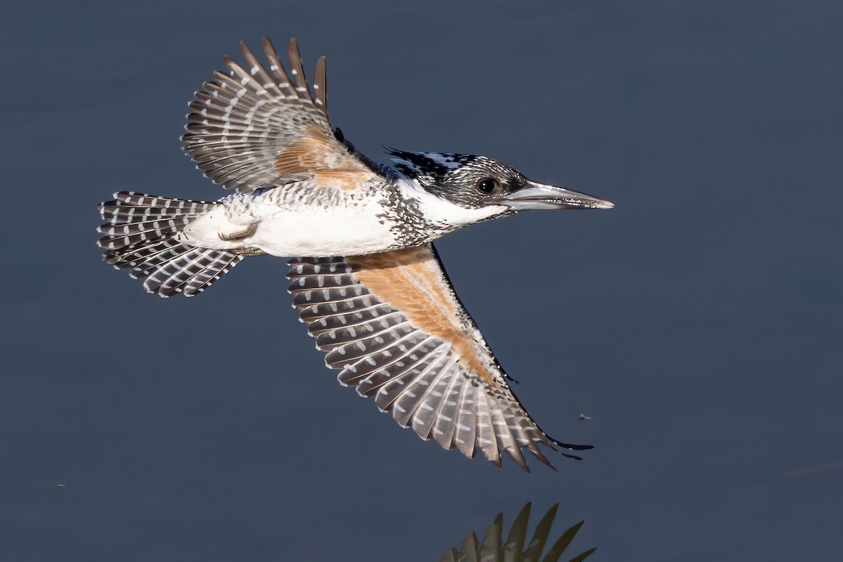 Haubenfischer - ML646970730