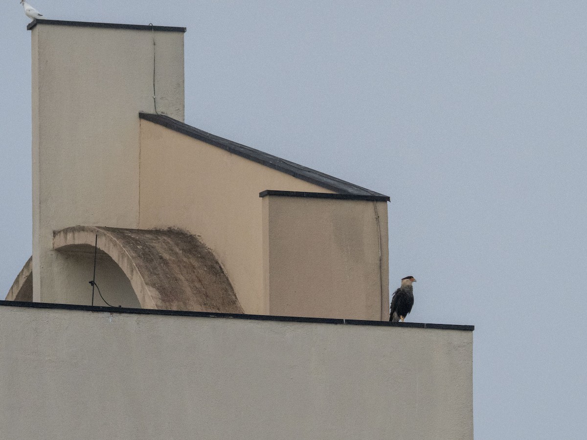 Caracara Carancho - ML646970747