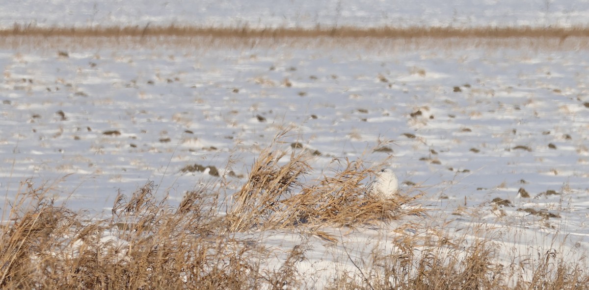 Snowy Owl - ML646970754