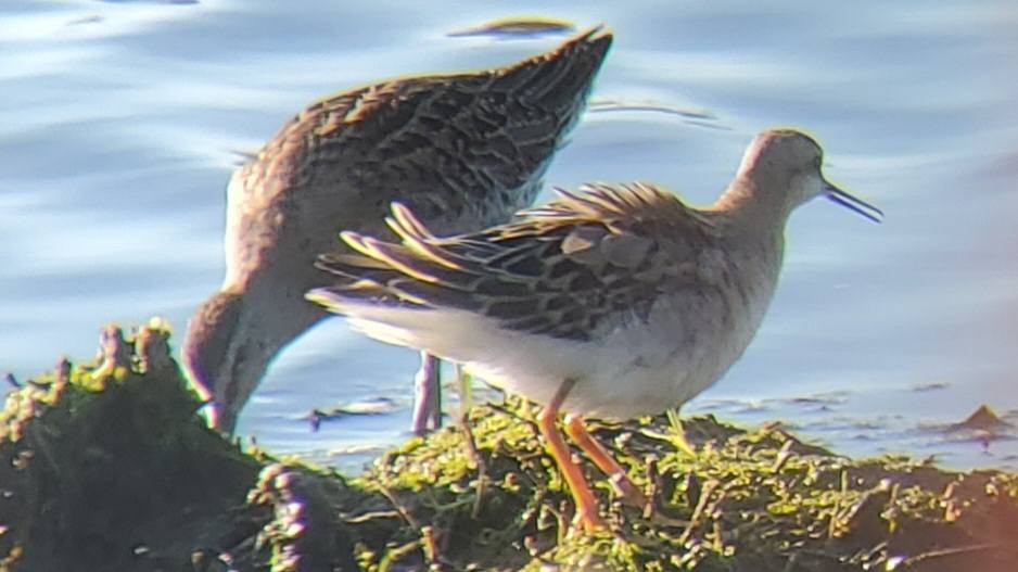 lyskonoh dlouhozobý - ML646970757