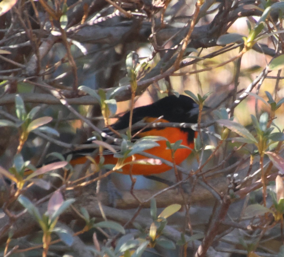 Baltimore Oriole - ML646970760