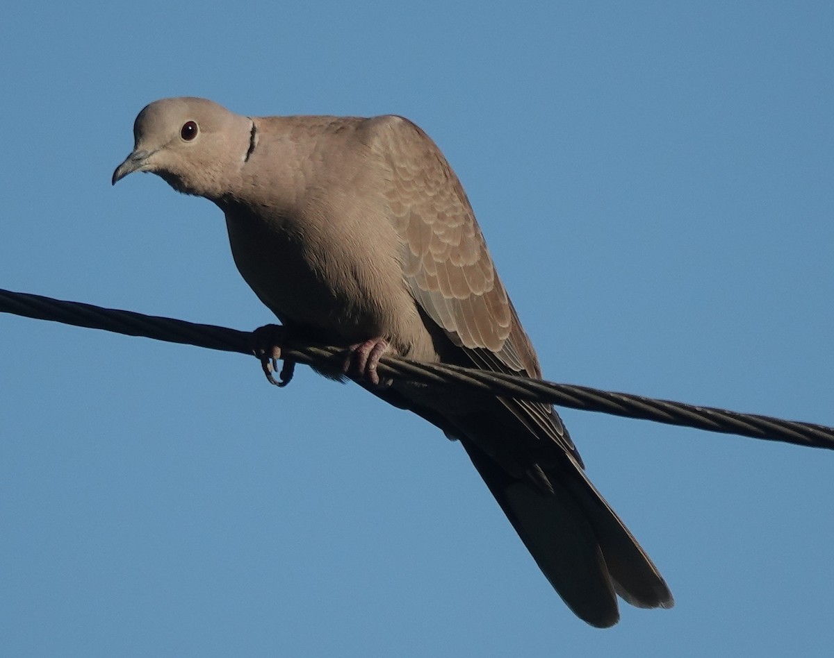 Tourterelle turque - ML646970761