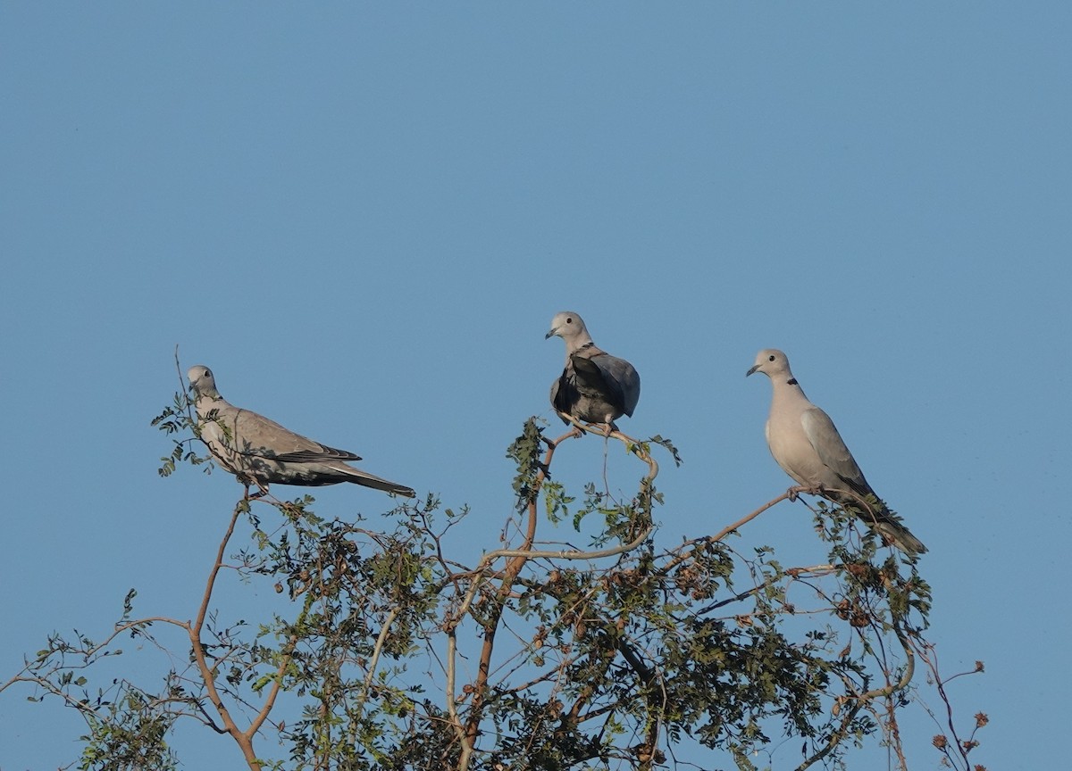 Tourterelle turque - ML646970762