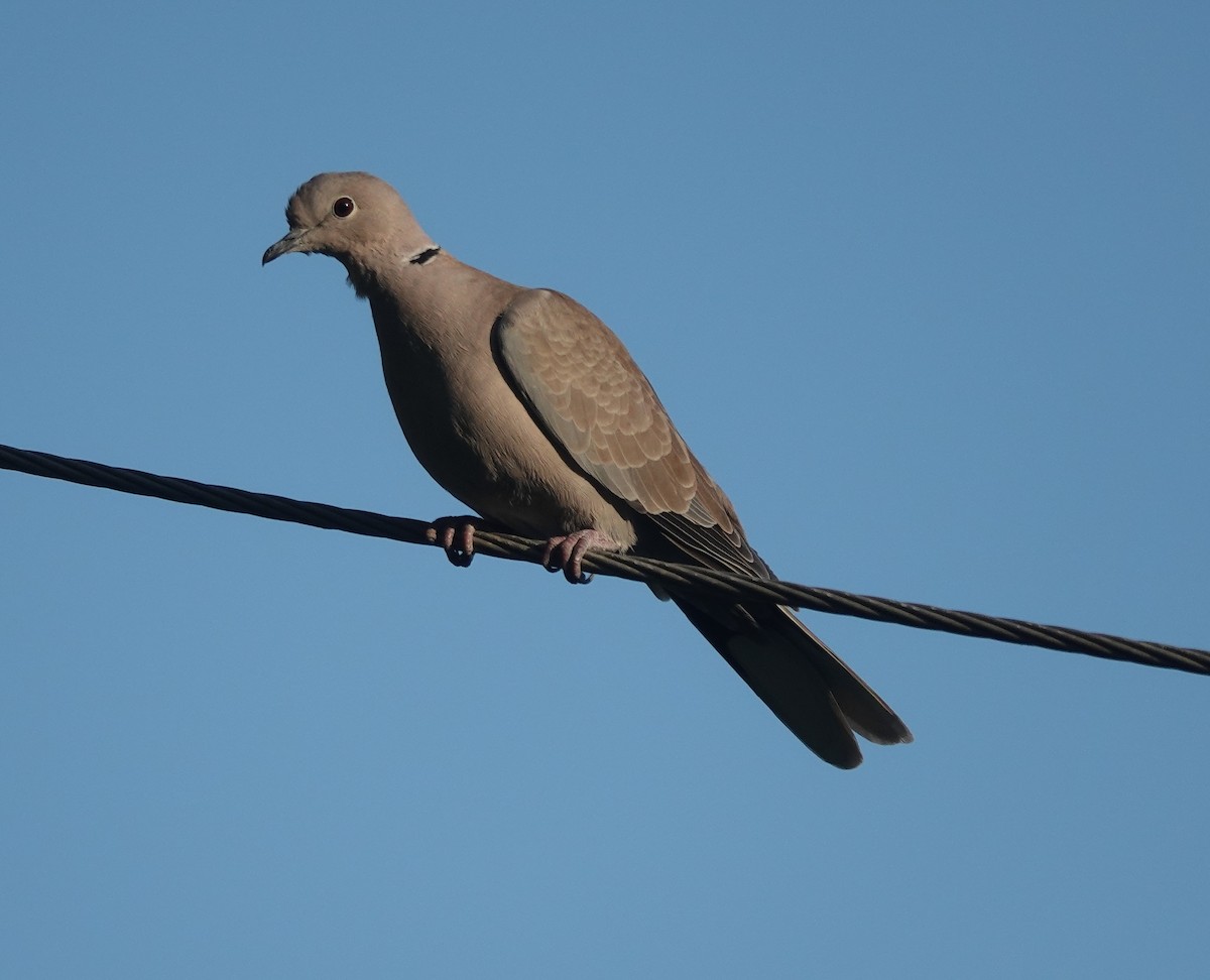 Tourterelle turque - ML646970763