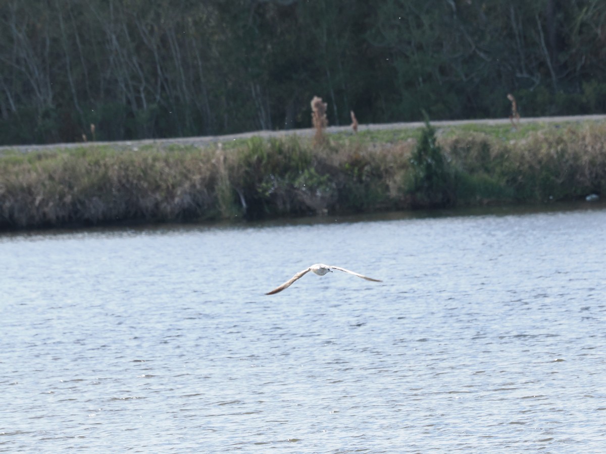 Ring-billed Gull - ML646970779