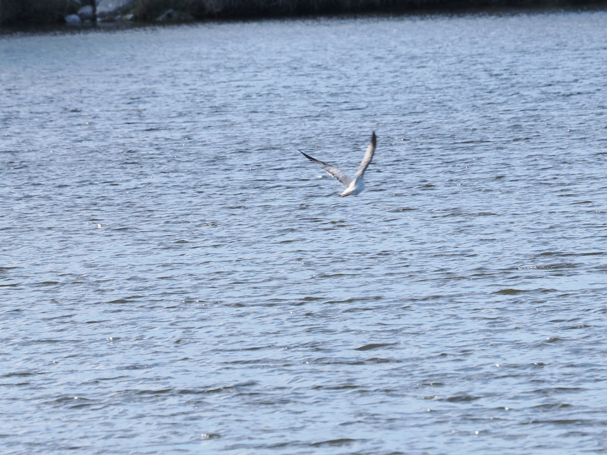 Ring-billed Gull - ML646970780