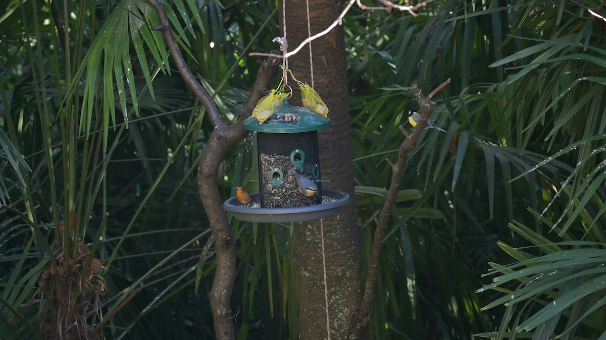 סיטה אירופית - ML646970785