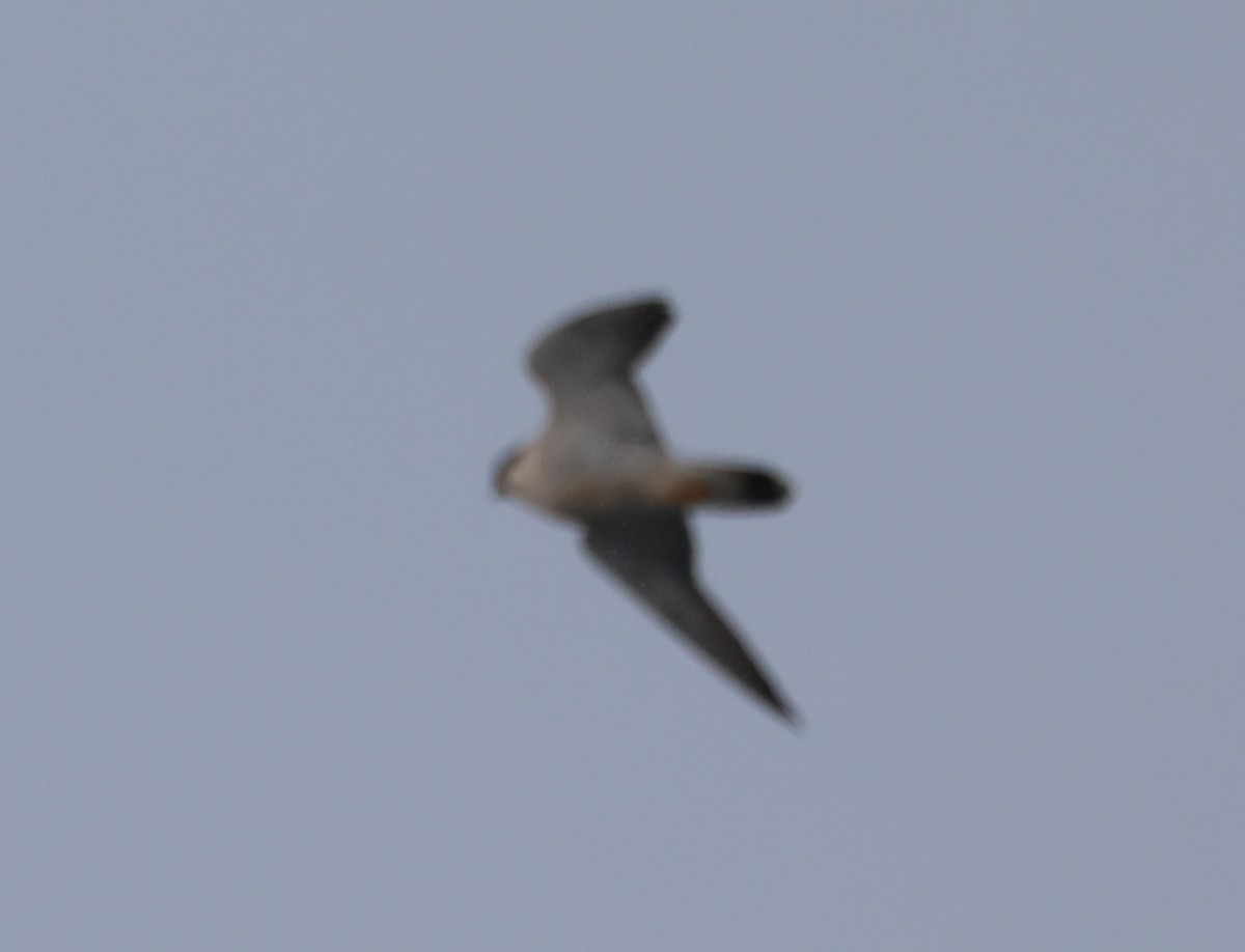 Peregrine Falcon - ML646970787