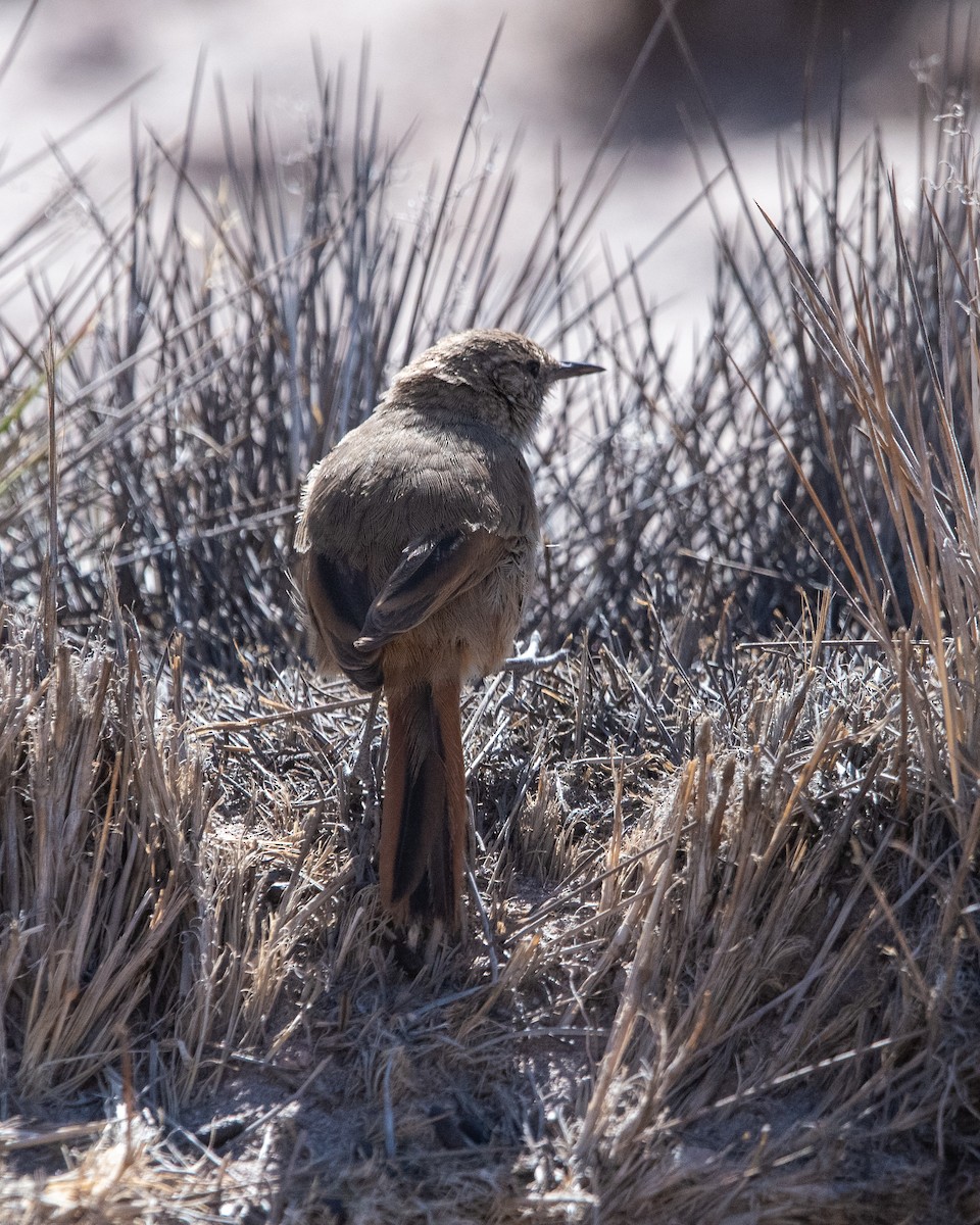 Cordilleran Canastero - ML646970789