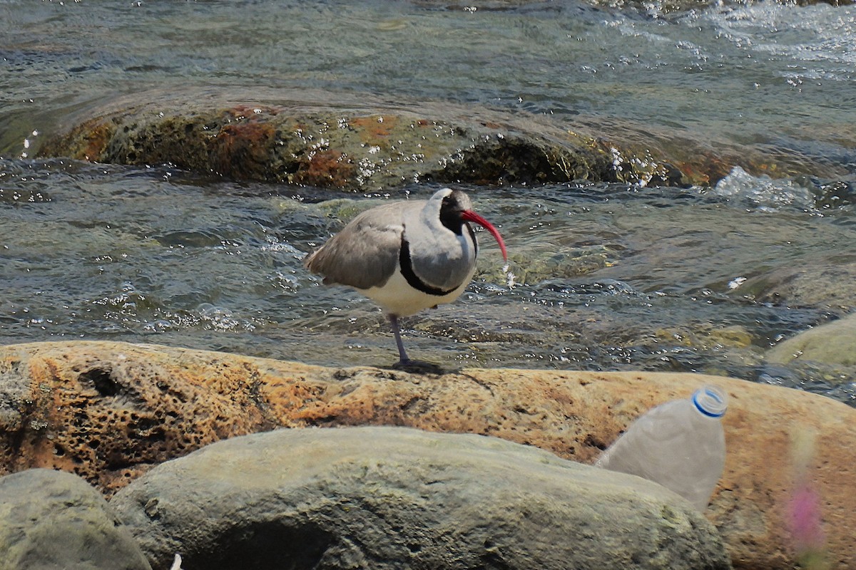 トキハシゲリ - ML646970790