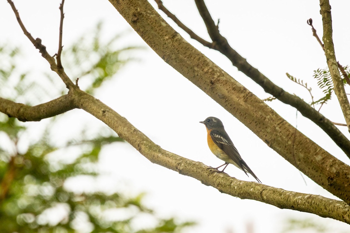 חטפית מוגימקי - ML646970795