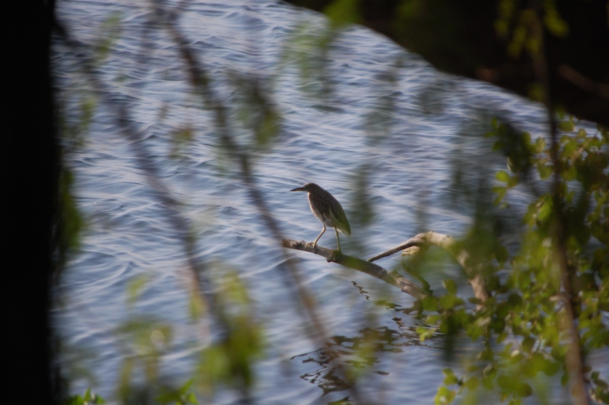 Indian Pond-Heron - ML646970797