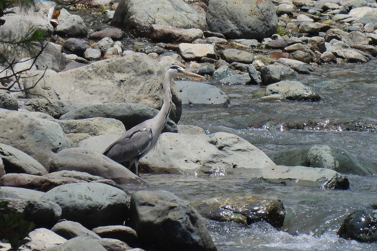 アオサギ - ML646970799