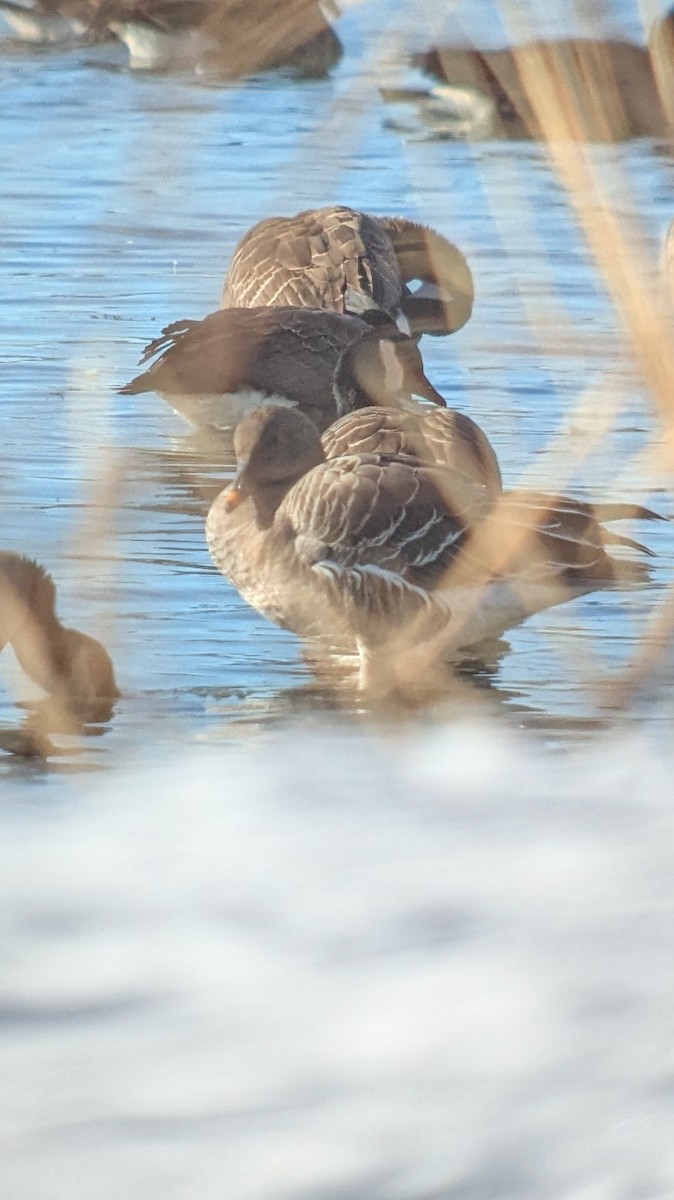 Tundra Bean-Goose - ML646970802