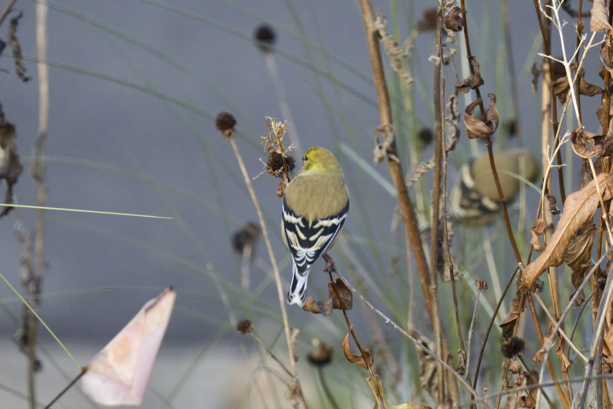 American Goldfinch - ML646970803