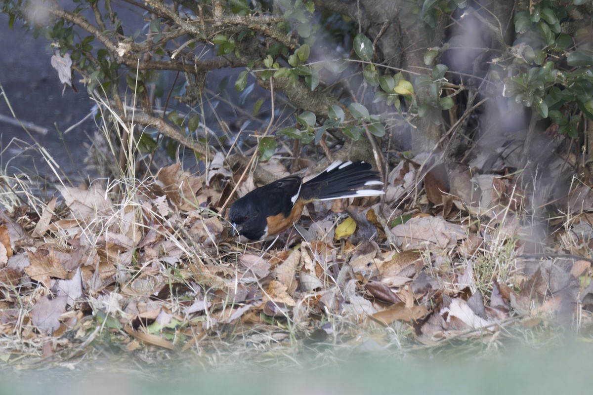 טואי אדום-עין - ML646970805