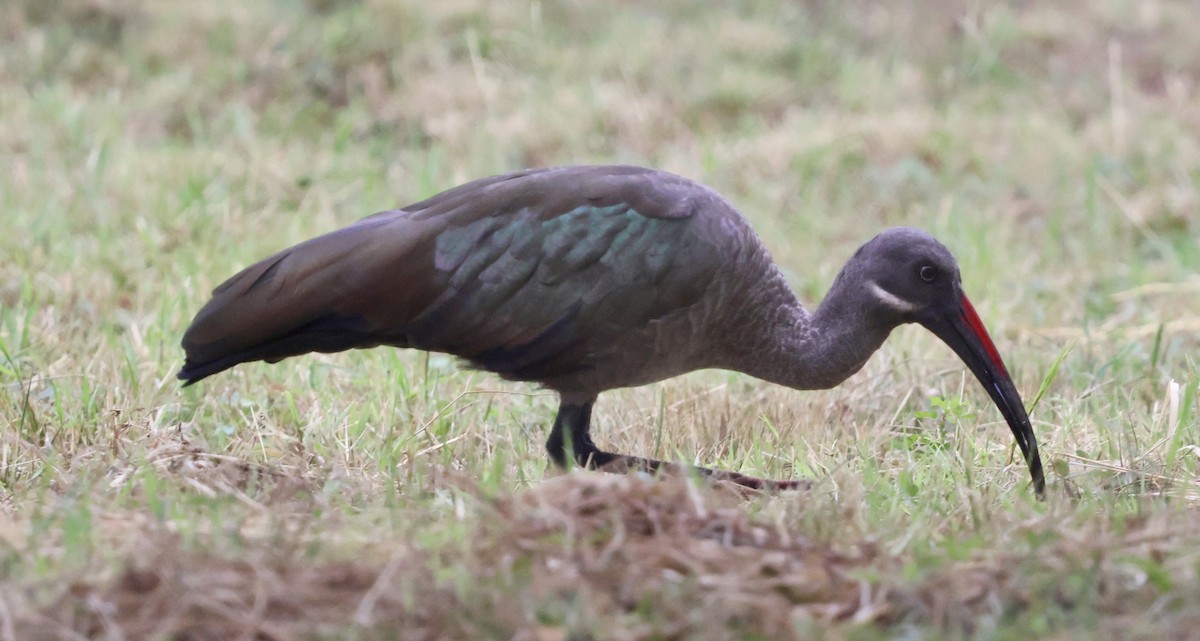 Hadada Ibis - ML646970806