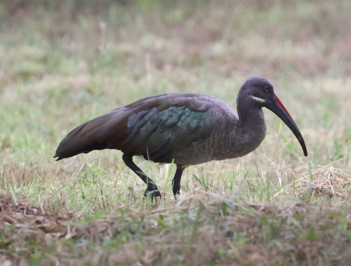 Hadada Ibis - ML646970807
