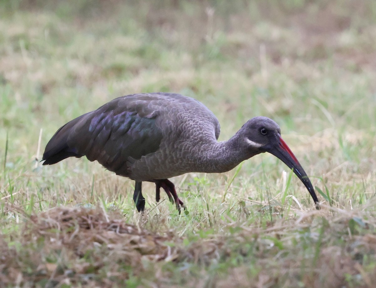Hadada Ibis - ML646970808