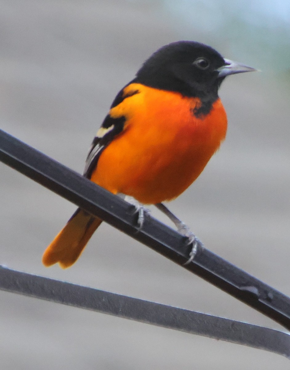 Baltimore Oriole - ML646970822
