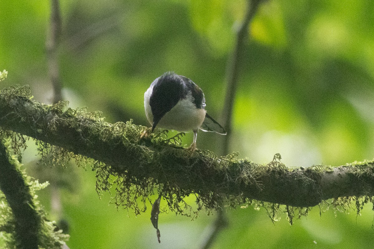 Rufous-backed Sibia - ML646970825