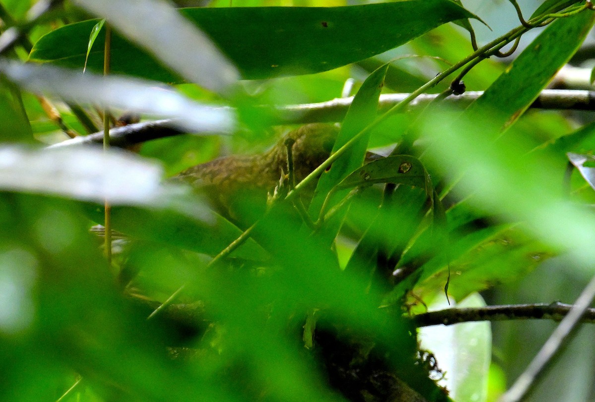 Sri Lanka Thrush - ML646970829