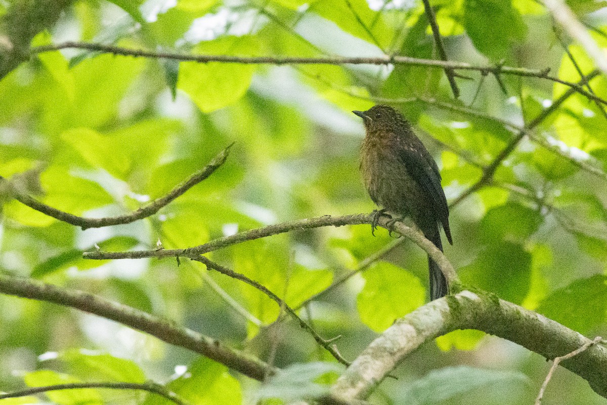 muscicapid sp. - ML646970830