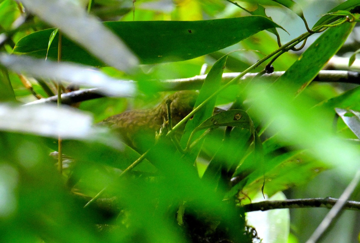 Sri Lanka Thrush - ML646970831