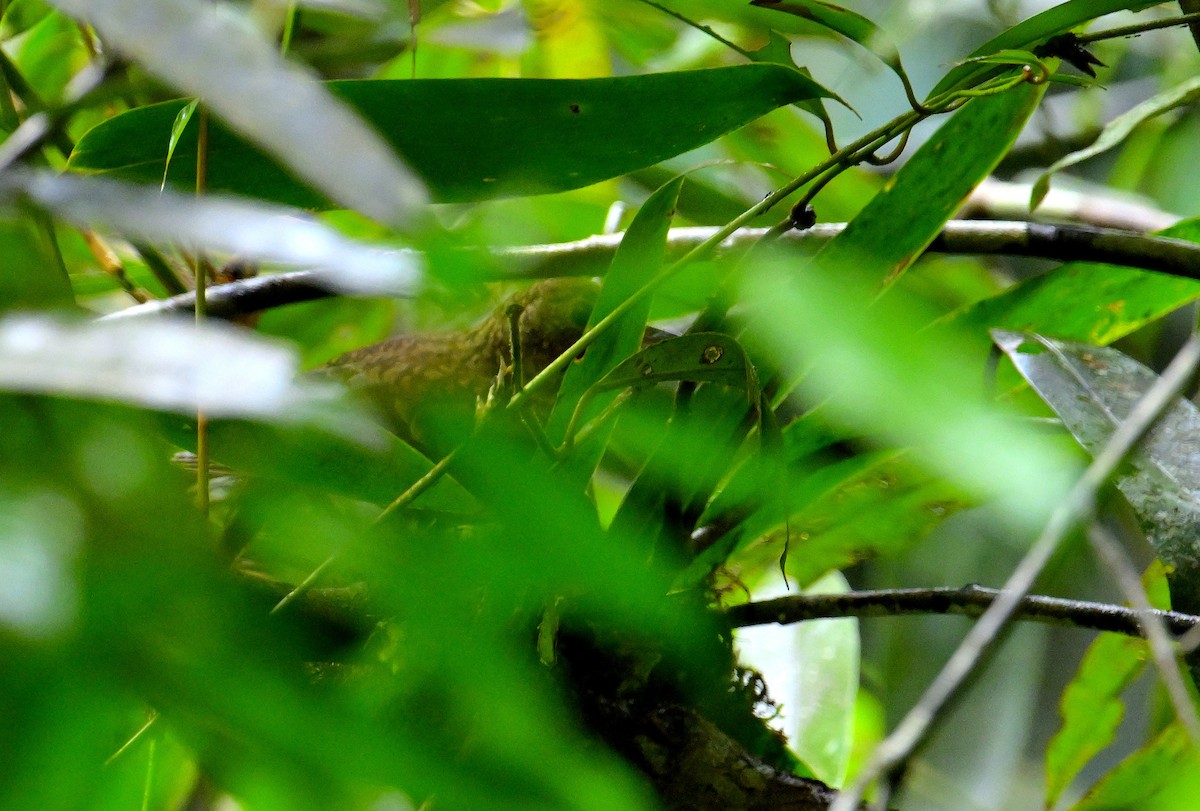 Sri Lanka Thrush - ML646970836