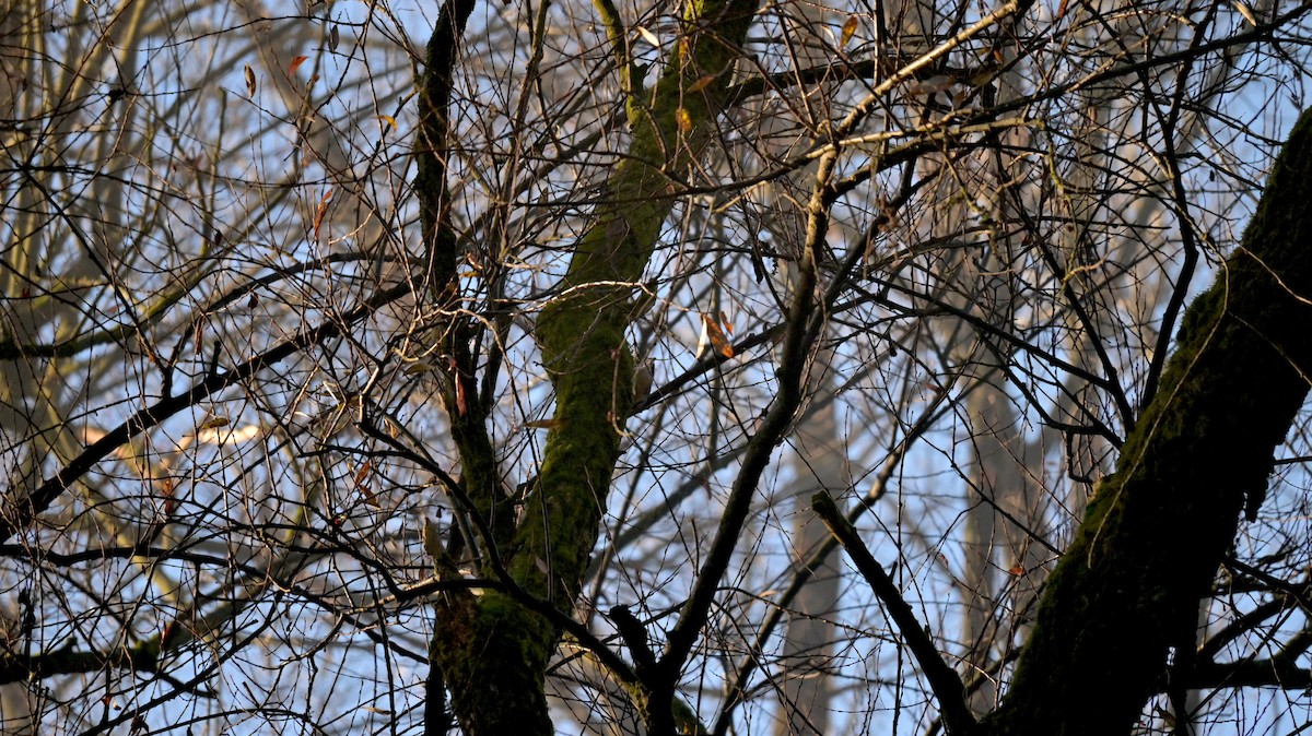 סיטה אירופית - ML646970837