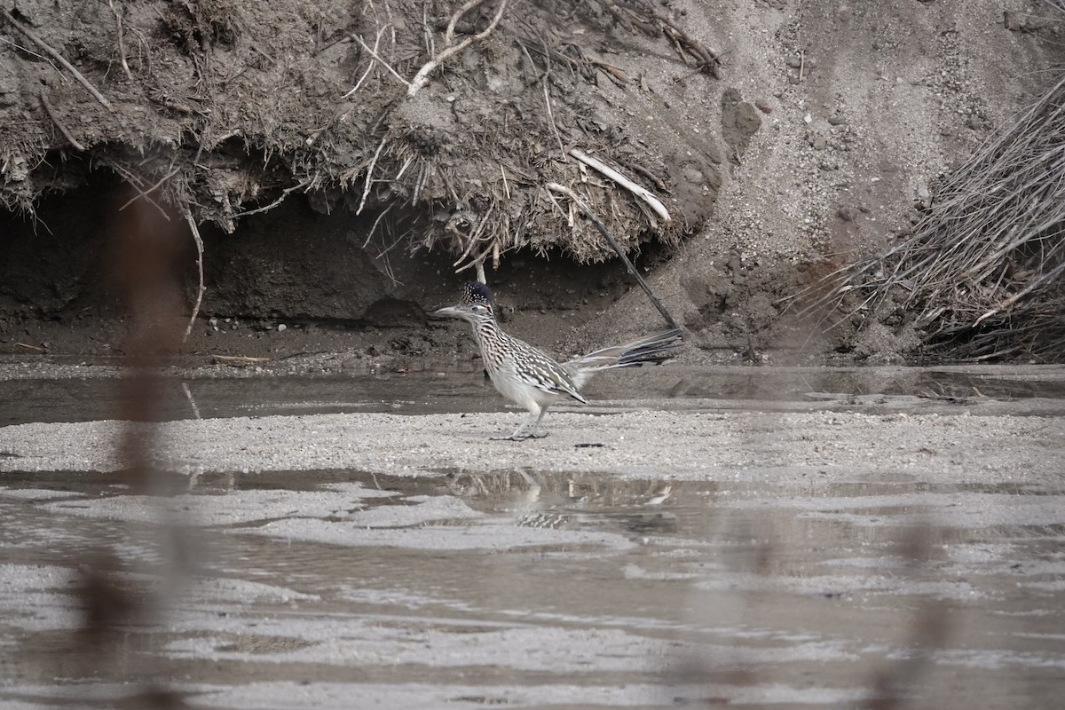 Greater Roadrunner - ML646970846