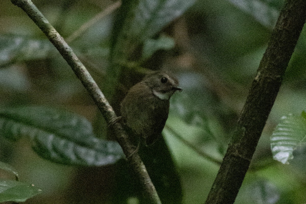 Gray-throated Babbler - ML646970847