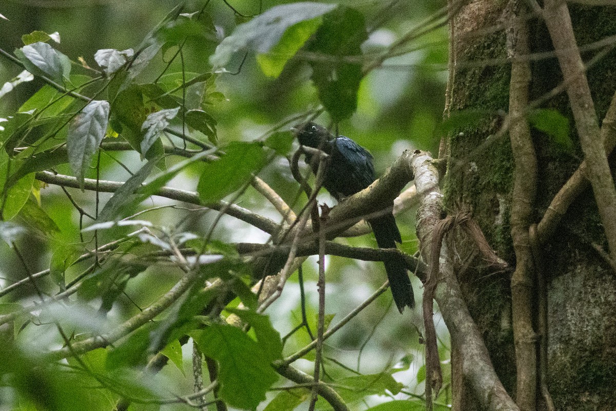 drongo sp. - ML646970851