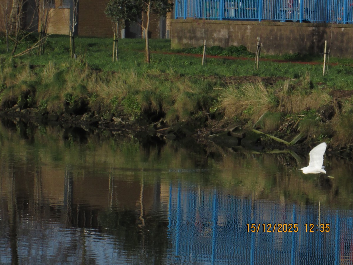 Little Egret - ML646970855