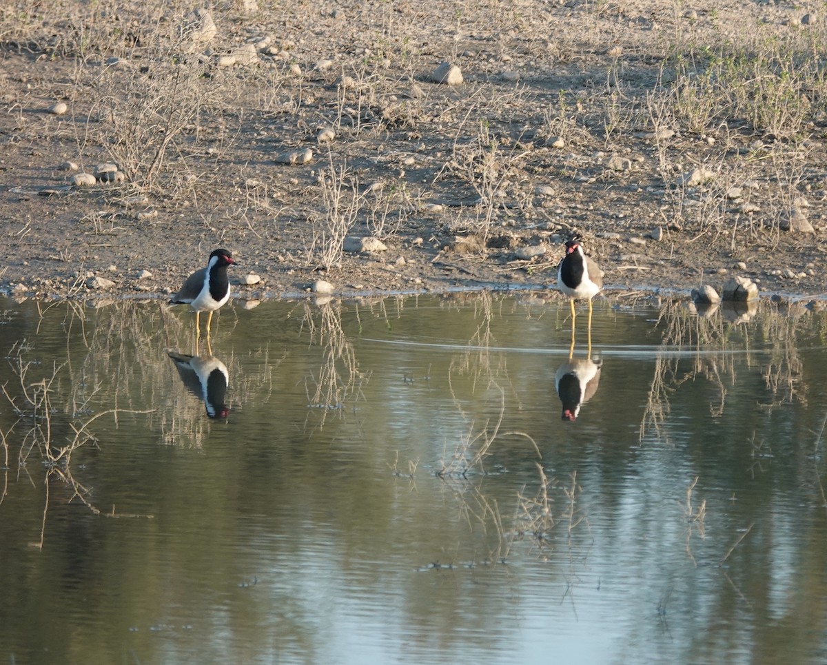 brillevipe - ML646970857