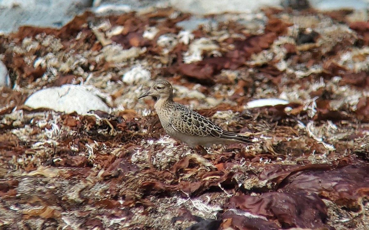 Buff-breasted Sandpiper - ML646970859